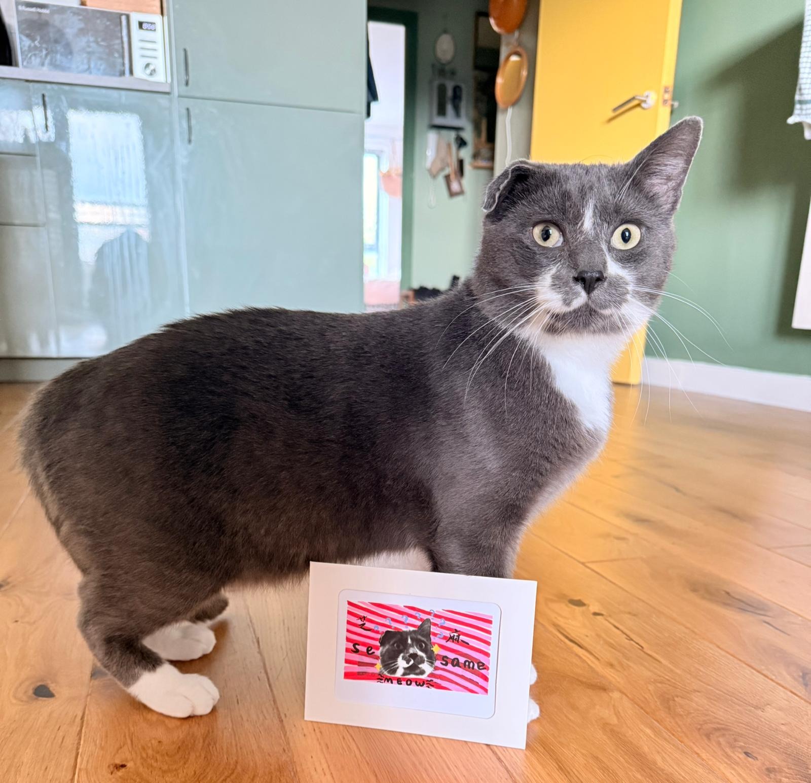 Sesame standing on a wooden floor next to a greetings card printed with an illustration of his face