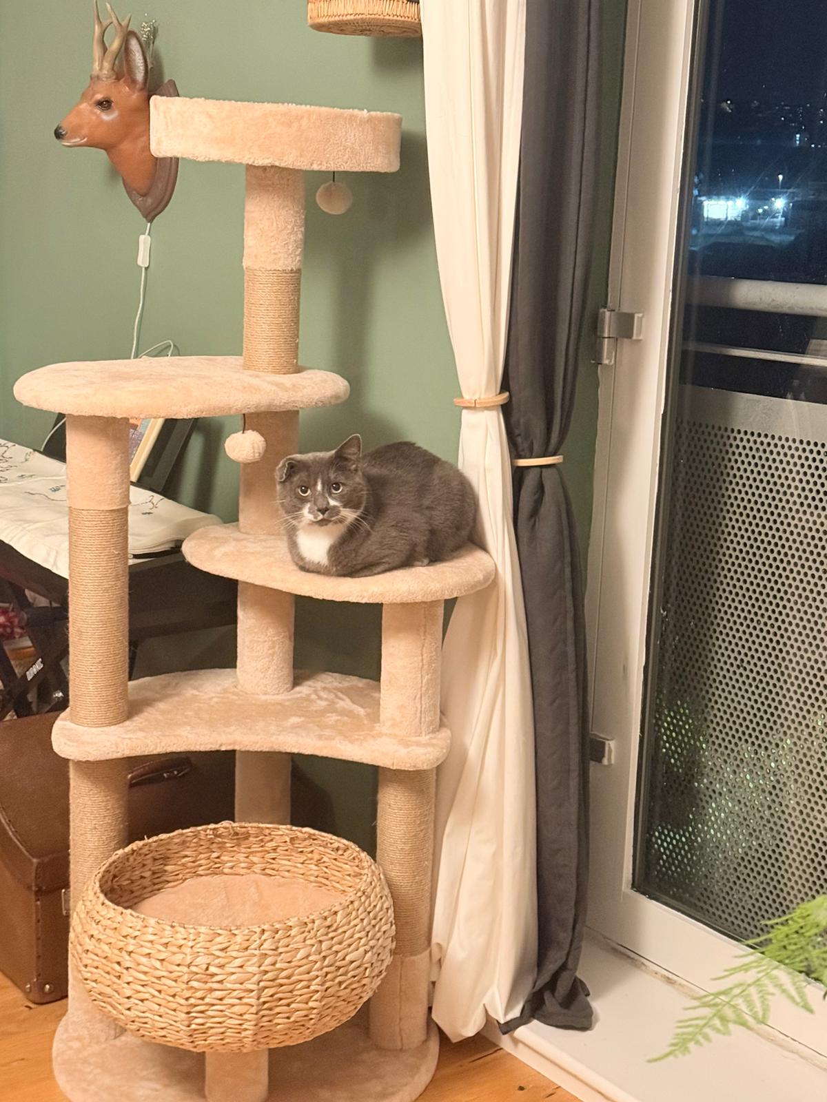 Sesame curled up on the platform of a beige cat tree beside a window at night