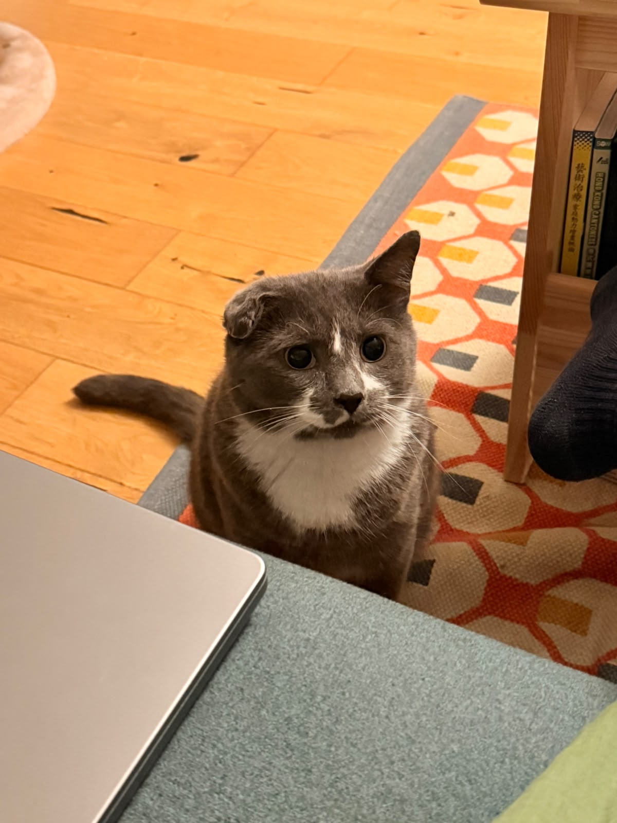 Sesame sitting on a patterned rug next to a laptop, staring into the camera