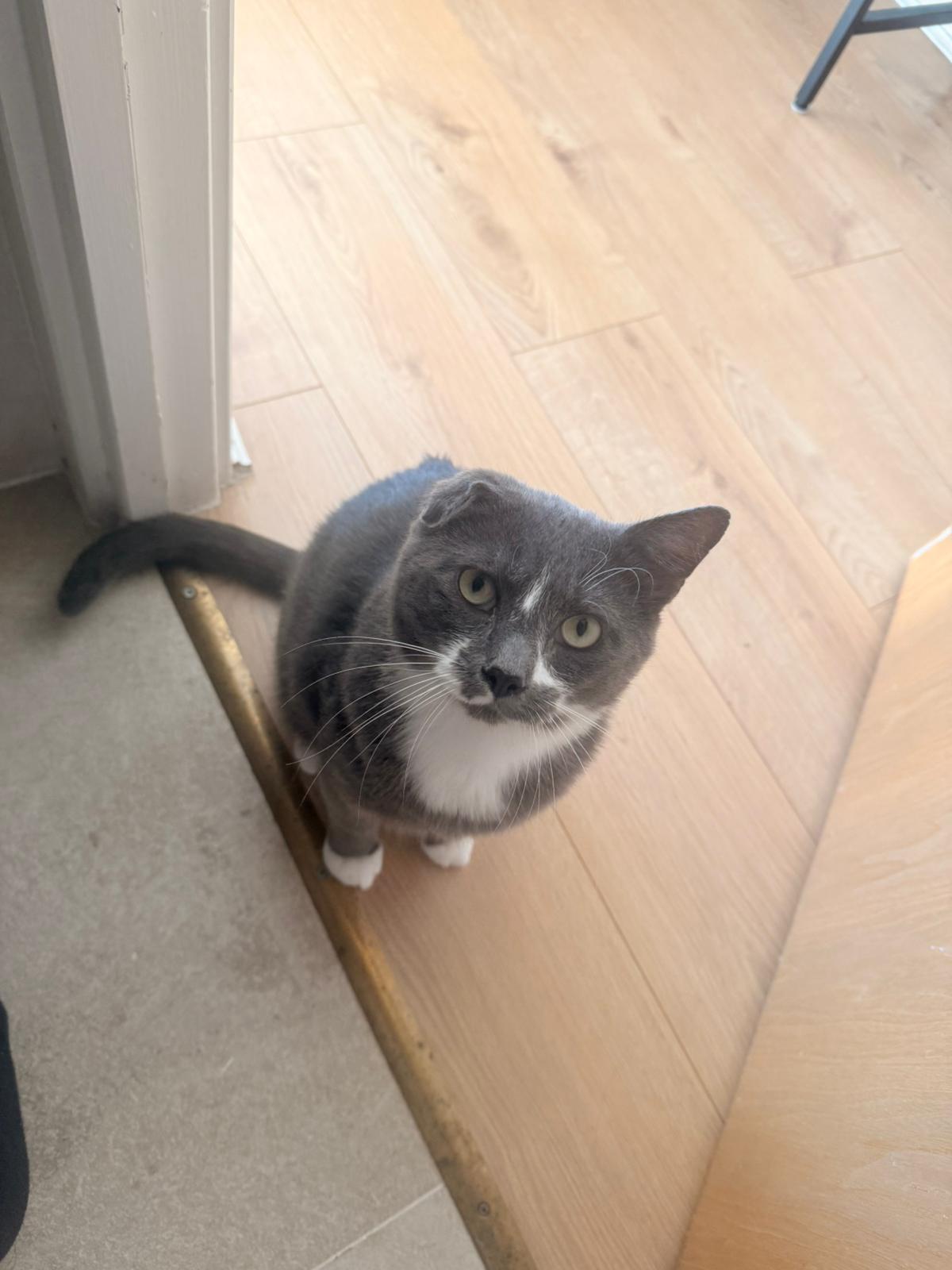 Sesame, a grey and white cat with one folded ear, sitting on a wooden floor looking up at the camera