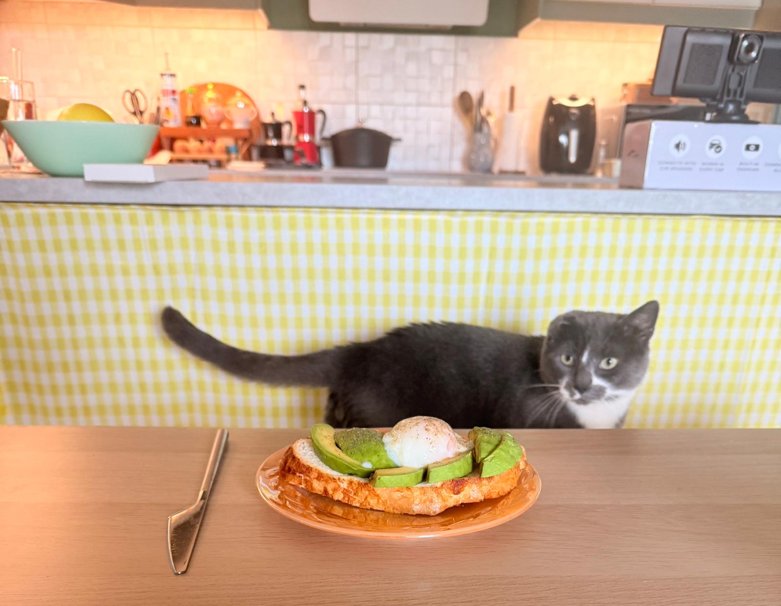 Sesame stretched out behind a plate of avocado and poached egg on toast