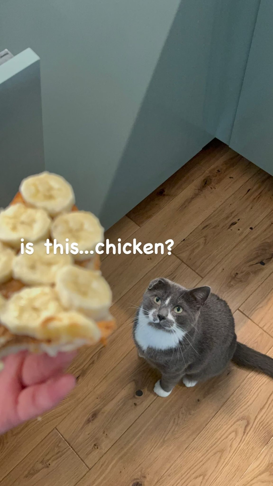 Sesame looking up hopefully at a slice of banana toast being held above him